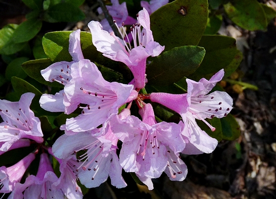 {Rhododendron chapmanii}